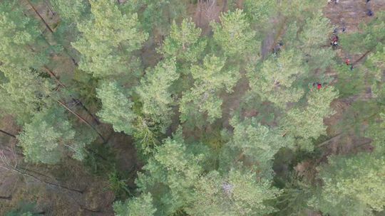 2500 Drzew na Dzień Lasu