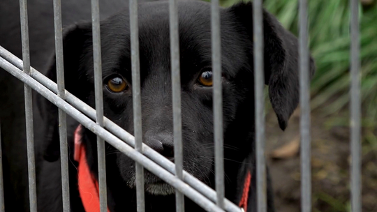 Adopcje w schronisku ruszają