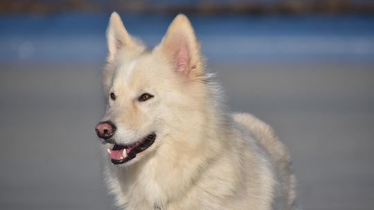 Akcesoria dla Border Collie — jak wybrać wyposażenie dla psa o wielkiej energii i inteligencji