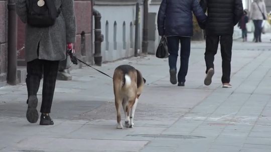 Chodniki już proste