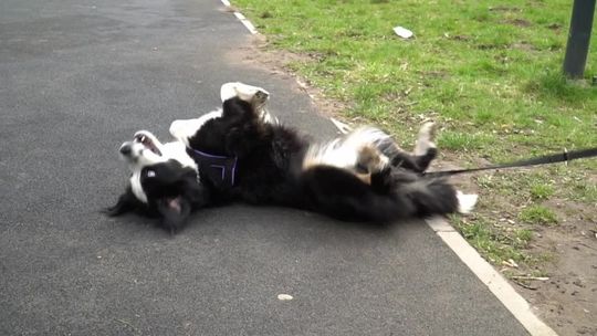 Darmowe zabiegi dla zwierząt