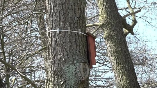 Domki i stołówki dla ptaków