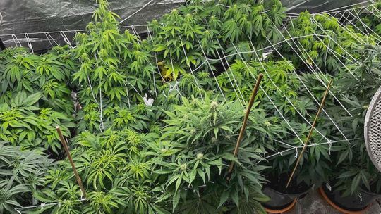 Domowa uprawa konopii