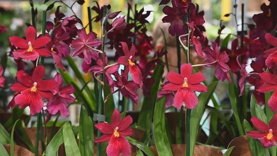 festiwal kwiatów na hali gryfia