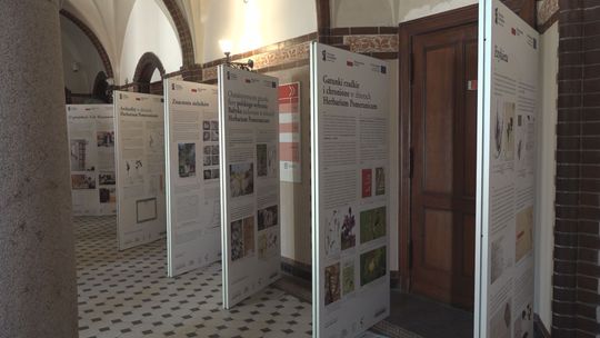 Herbarium w Ratuszu