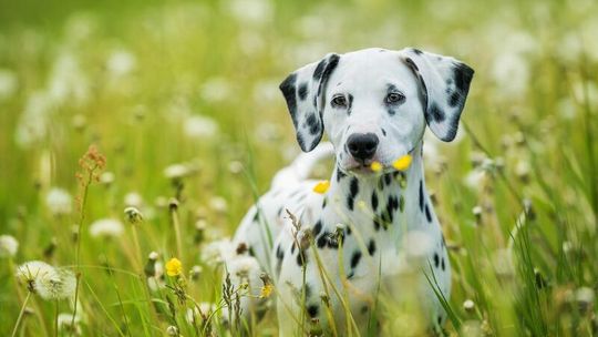 Hotel dla psów Gdańsk, jak wybrać najlepsze miejsce dla swojego pupila