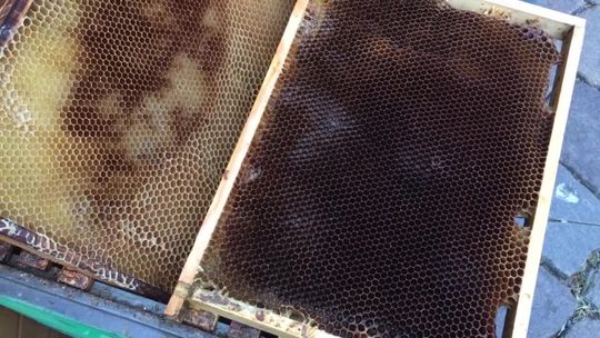 Jarmarki z pszczołami