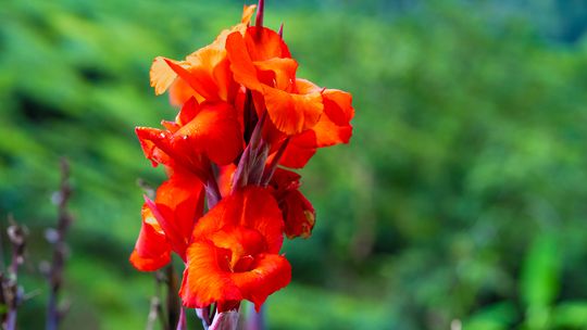 Kanna w przydomowym ogrodzie – jak postępować z tą egzotyczną rośliną