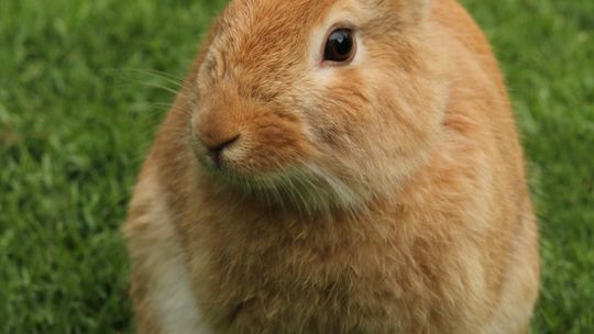 Królik w domu- co będzie potrzebne pupilowi?