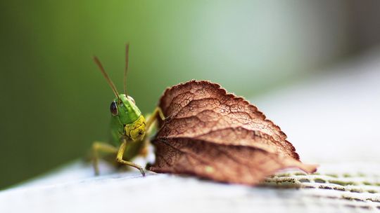 Małe cuda z wielkim efektem – o owadach, które wyglądają jak sztuka