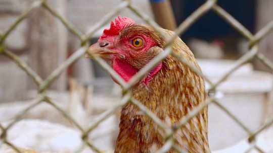 Mogą opuścić klatki