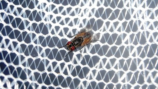 Moskitiera- Twoja ochrona przed owadami