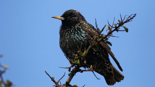 Na jakiej wysokości montować urządzenie by dzwiękowy odstraszacz na szpaki był skuteczny?