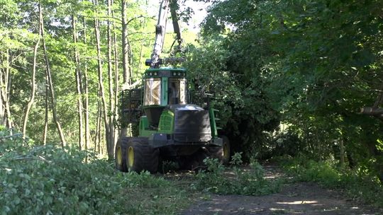 Najpierw wycinki, potem droga