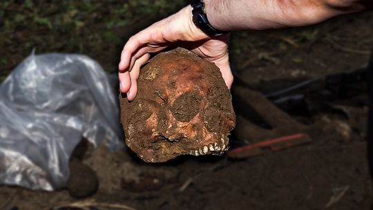 NIECODZIENNE znalezisko pod SŁUPSKIEM! Odkopali LUDZKIE SZCZĄTKI przypadkiem