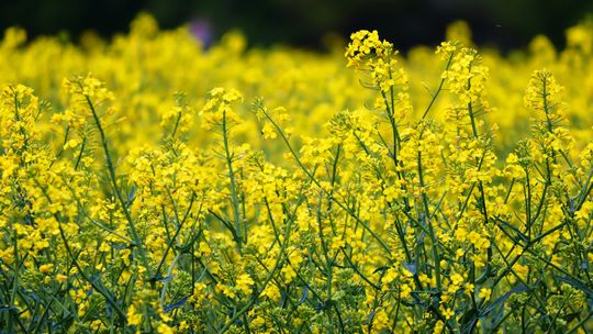 Olej roślinny – co warto wiedzieć o odmianach?