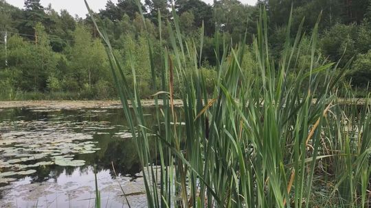 stawek upiorów w ustce