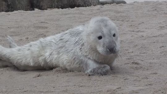 Pomogli młodej foce