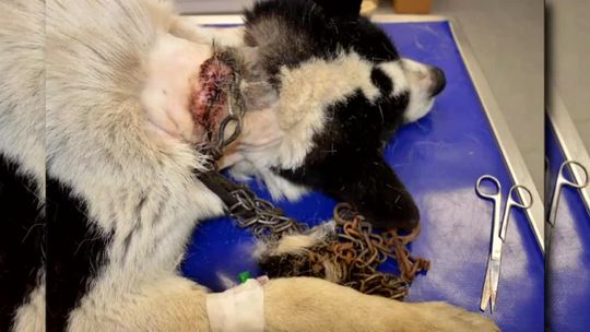 Pomóżmy zwierzętom