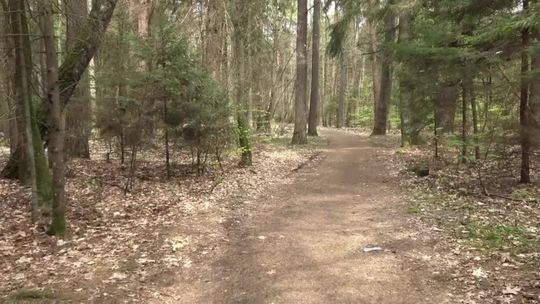 Pożar w lasku południowym