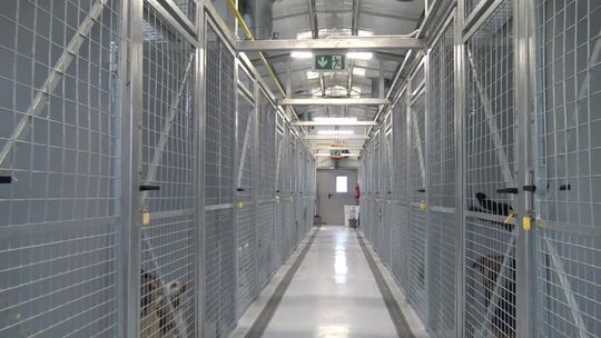 Protokół ze schroniska