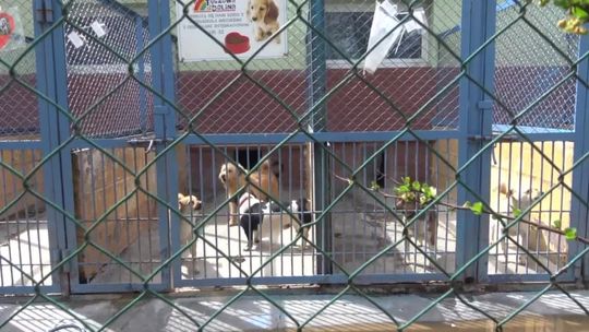 Psy wyjdą na spacer