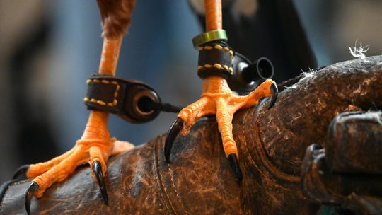 Ptaki drapieżne na korepetycjach