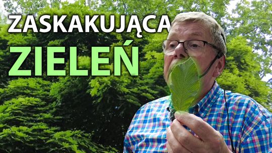 Rośliny, które Cię ZASKOCZĄ! 🌿– Zielone sekrety Słupska 🌳