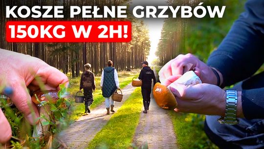 🧺 Sezon na grzyby trwa! Relacja z 6. Grzybobrania z Kulturą w Trzebielinie 🌲