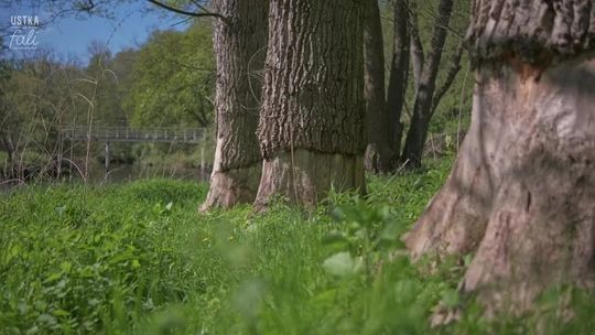 Skarby usteckiej przyrody