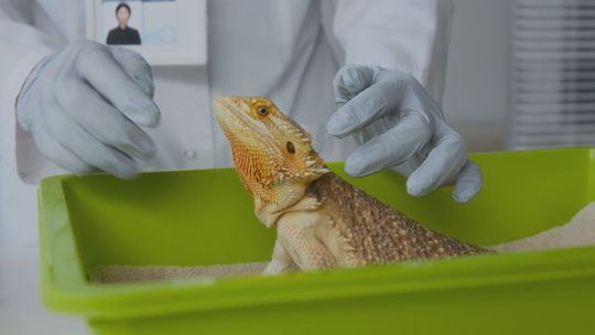 Świąteczne wsparcie chorych zwierząt