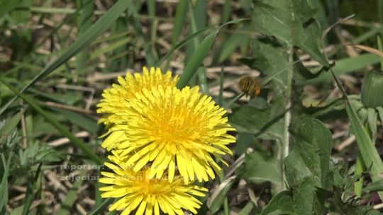 Świętujemy z pszczołami 