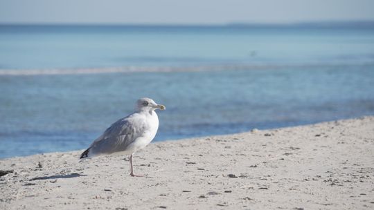 Sytuacja na wybrzeżu opanowana