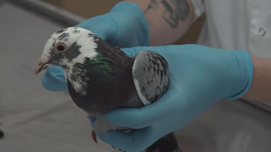 Tarcze dla najlepszych szkół