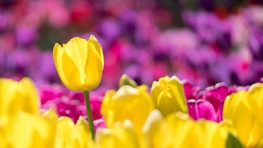 Top 10 najpiękniejszych odmian tulipanów