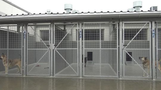 W schronisku bez zmian