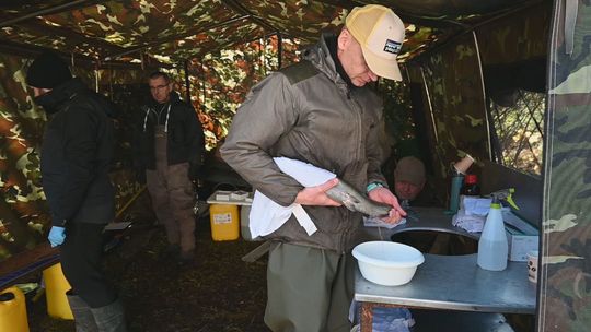sztuczne tarło troci
