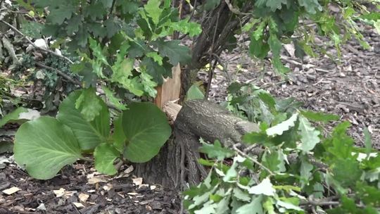 Wandale wycięli dęby prezydenckie