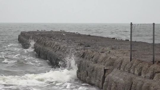 Wieloryb na plaży w Ustce