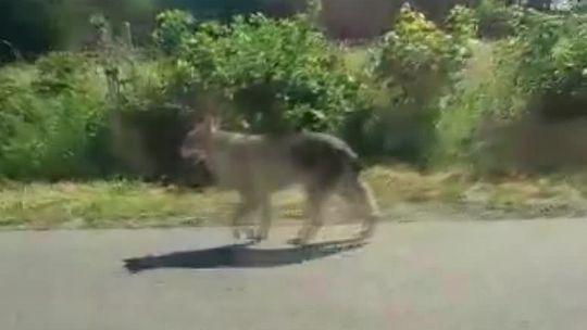 Wilczarz pod eskortą