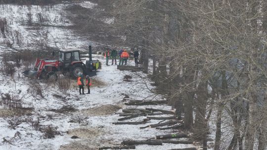 Wycinka drzew przy ul. Portowej