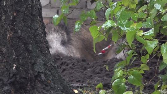 Z bronią na dziki, z miną na kierowców