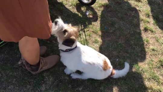 Z chipem jest bezpieczniej