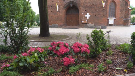 Zazielenił się Plac Mariacki